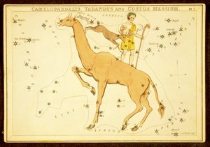 Camelopardalis, Tarandus og Custos Messium, pub. 1825 (håndfarget gravering) av English School