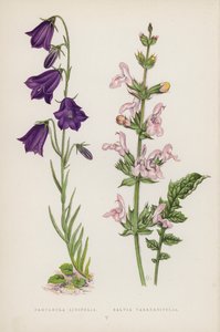 Campanula Linifolia; Salvia Taraxacifolia (farge litho) av English School
