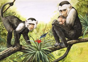 Kapusineraper, illustrasjon fra «Naturens eventyrland» av English School
