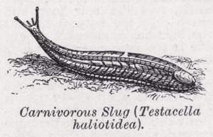 Kjøttetende snegl, Testacella haliotidea (litho) av English School