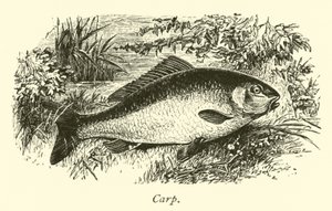 Karpe av English School