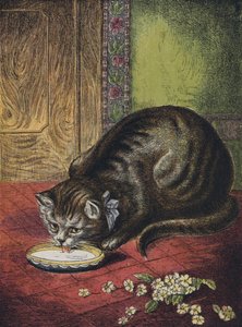 Katt som drikker melk av English School