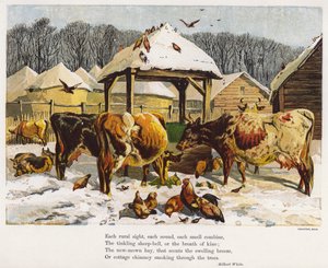 Storfe og kyllinger i en snødekt gårdsplass (farget gravering) av English School
