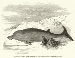 Cetacean Animal nylig kastet på Kentish Coast, nær Whitstable (gravering) av English School
