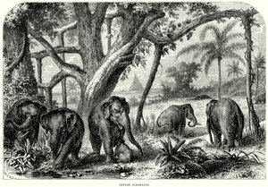 Ceylon-elefanter (gravering) av English School