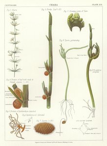 Chara von English School