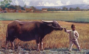 Kinas barn: Barn som leder bøffel (fargelitografi) av English School