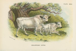 Chillingham storfe av English School