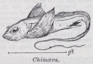 Chimaera (medlemmer) av English School