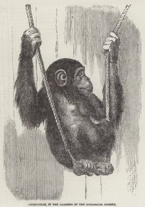 Sjimpanse, i Gardens of the Zoological Society (gravering) av English School