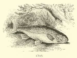 Chub av English School