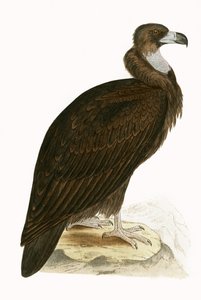 Cinereous Vulture, illustrasjon fra 
