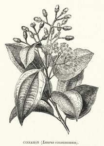 Kanel, Laurus cinnamomum (gravering) av English School