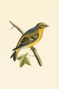 Citril Finch, illustrasjon fra 