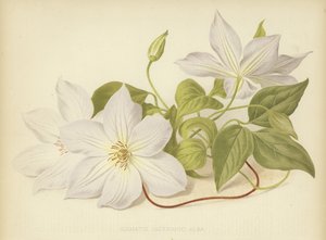 Klematis Jackmanii Alba
