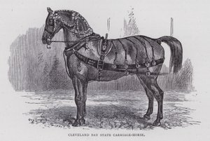 Cleveland Bay State Carriage-Horse (gravering) av English School
