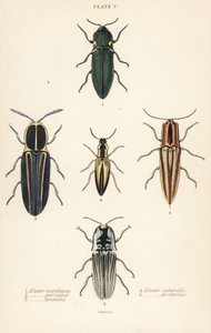 Klikkbille: en elastisk frontlykt, Pyrophorus nightlucus 1, Chalcolepidius porcatus 2, foret klikkbille, Agriotes lineatus 3, Elater suturalis 4 og Semiotus distinctus 5 av English School