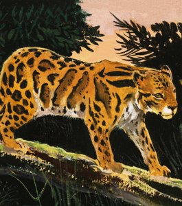 Skyet leopard av English School