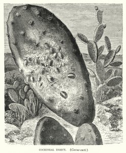 Cochenilleinsekt, Coccus kaktuser (gravering) av English School