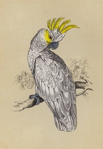 Kakadu (farge litho) av English School