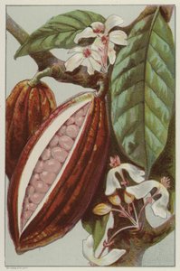 Kakaoblomster og belg, som viser innsiden av en belg (chromolitho) av English School
