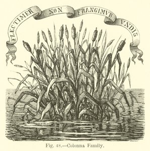 Colonna familie av English School