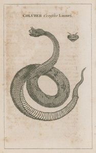 Coluber Cerastes Linnaei; Horned Viper av Egypt av English School
