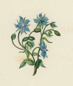 Vanlig borage, Borago Officinalis (farge litho) av English School