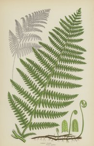 Gemeiner Adlerfarn (Farblithografie)