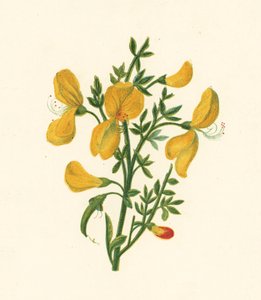 Vanlig kost, Cytisus Scoparius (farge litho) av English School