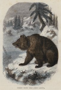 Vanlig brunbjørn, Ursus Arctos (farget gravering) av English School