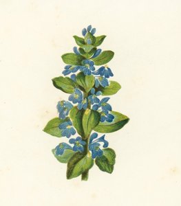 Common Bugle, Ajuga Reptans (farge litho) av English School