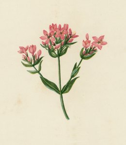 Vanlig tusenfryd, Erythraea Centaurium (fargelitografi) av English School
