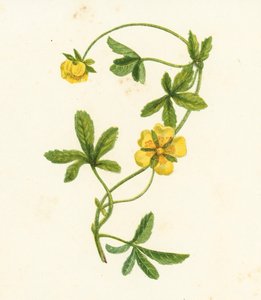 Vanlig krypende Cinquefoil, Potentilla Reptans (farge litho) av English School