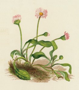 Common Daisy, Bellis Perennis (farge litho) av English School