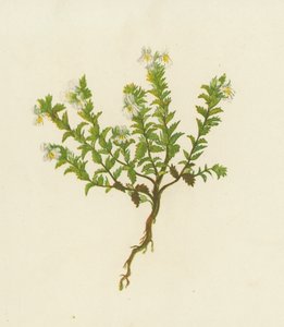 Vanlig øyentrøst, Euphrasia Officinalis (fargelitografi) av English School