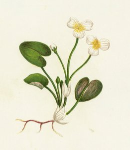 Vanlig froskebitt, Hydrocharis bitefrosk av English School