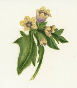 Vanlig hønebane, Hyoscyamus Niger av English School