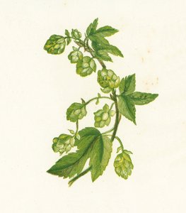 Vanlig humle, Humulus Lupulus av English School