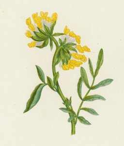 Vanlig nyrevikke, Anthyllis Vulneraria (farge litho) av English School