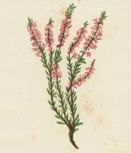 Vanlig lange, eller lyng, Calluna Vulgaris (fargelitografi) av English School