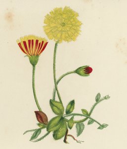 Vanlig museørehauk, Hieracium Pilosella (farge litho) av English School
