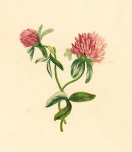 Vanlig lilla trefoil, Trifolium Pratense av English School
