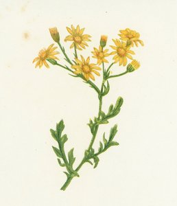 Vanlig rappørt, Senecio Jacobaea av English School