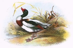 Vanlig Shelduck av English School