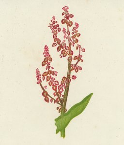 Vanlig syre, Rumex Acetosa (fargelitografi) av English School