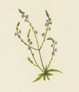 Vanlig vervain, Verbena Officinalis (farge litho) av English School