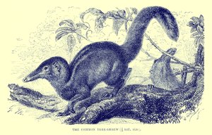 Trespissmus, illustrasjon fra #39;The Royal Natural History#39; (lito) av English School
