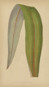 Cordyline (Dracaena) Udelt av English School