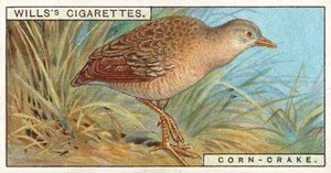 Corn-Crake av English School